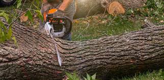 Best Lawn Irrigation Installation and Maintenance  in Williamston, SC