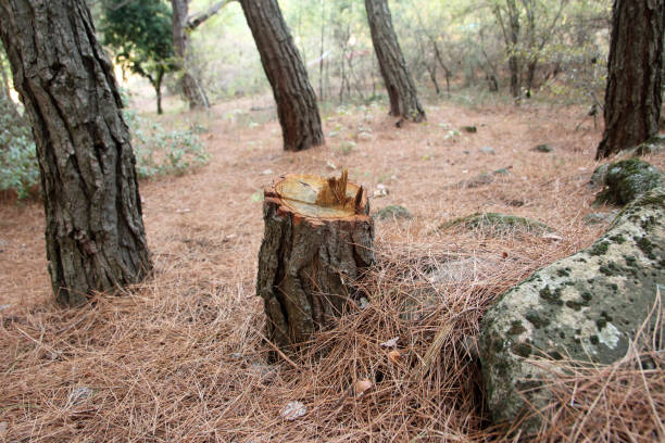 How Our Tree Care Process Works  in  Williamston, SC