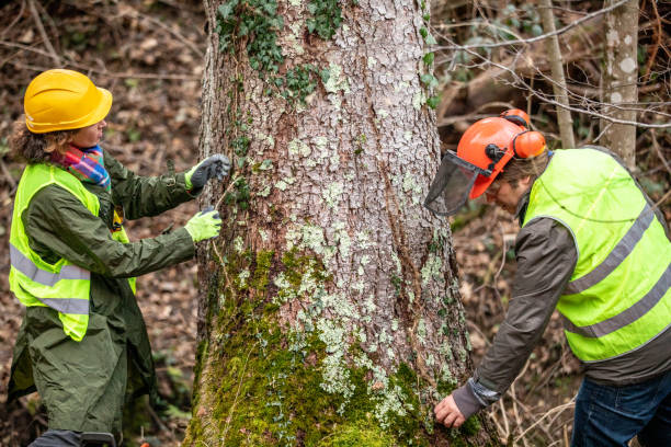 Best Tree Cabling and Bracing  in Williamston, SC