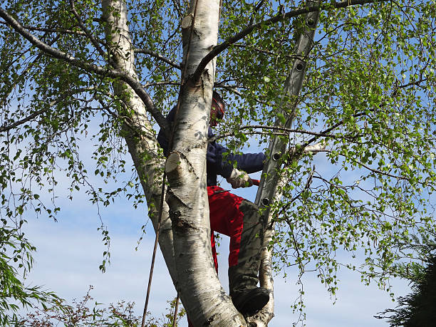 Best Leaf Removal  in Williamston, SC